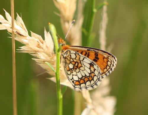 Melitaea parthenoides